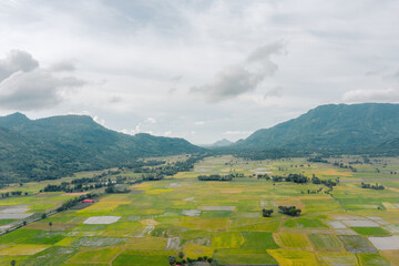 Aerial view of fresh green and yellow rice fields and palmyra trees in Mekong Delta, Tri Ton town,...