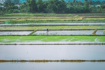 Aerial view of fresh green and yellow rice fields and palmyra trees in Mekong Delta, Tri Ton town,...
