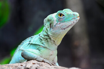 Close up of Green basilisk