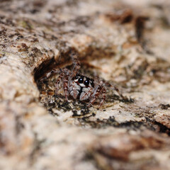 close up of jumper spider