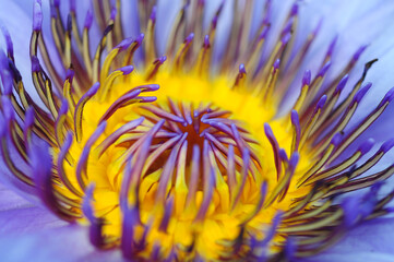 Obraz premium closeup beautiful water lily