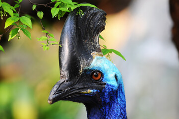 closeup Cassowary