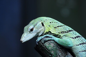 Closeup Green Tree Monitor