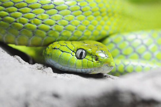 Close up of Green Cat-eye snake, Thailand