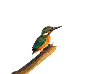 Bird Common Kingfisher on isolated white background