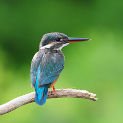 Beautiful blue Kingfisher bird, male Common Kingfisher (Alcedo atthis), sitting on a branch, back profile