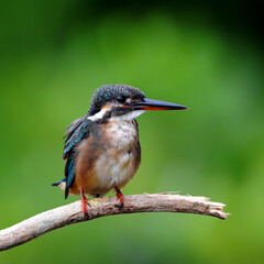 Common Kingfishe on a branch, in nature, in Thailand