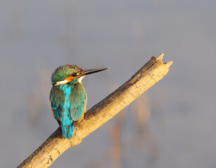 Blue bird Common Kingfisher, in Thailand