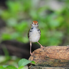 Common Tailorbird, in nature, in Thailand