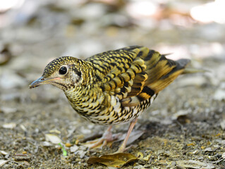 Common Scaly Thrush (Zoothera dauma), close up