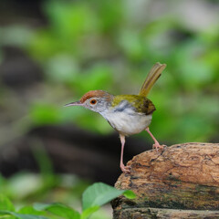 Common Tailorbird, in nature, in Thailand