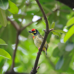 Beautiful small Bird Coppersmith Barbet