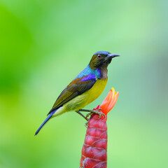 Bird on the flower, Brown-throated Sunbird  (Anthreptes malacensis)