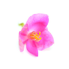 Fototapeta na wymiar Colorful pink flower, Coral Vine (Antigonon leptopus) isolated on a white background