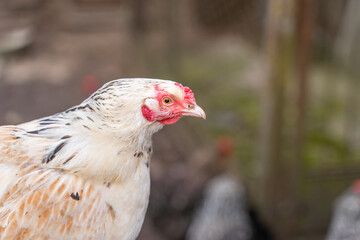 A beautiful white-colored domestic chicken close-up looks at the camera. Blurred background
