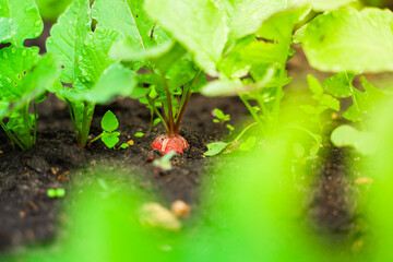 Red radish root in the soil in the garden, close-up. Harvest radishes in the spring in the vegetable garden
