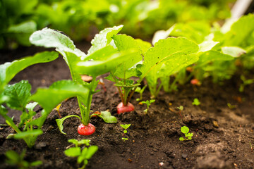 Juicy ripe radish of bright saturated red color peeks out from the soil of the garden close-up