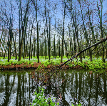 In the jiangsu province taizhou xinghua lee water forest park