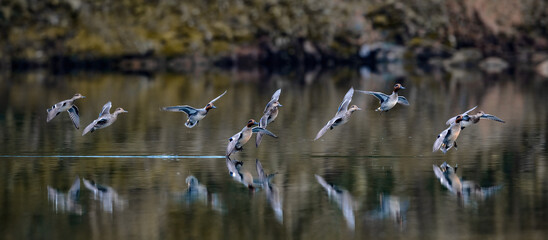 Chongqing QiHe reserve green wing duck flying on the green river