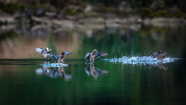 Chongqing QiHe reserve green wing ducks on the green lake