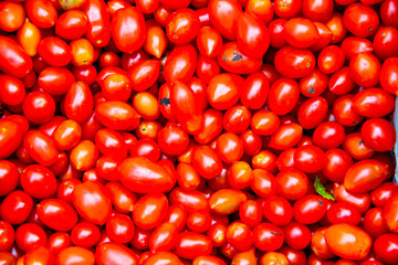 Fresh tomatoes from the farm