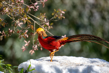 Chongqing shanwangping Ecological Reserve -- a red elegent chrysolophus pictus standing on the snow and under green plants