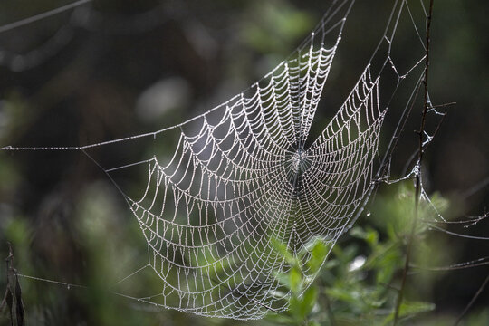 In the west of henan funiu shiny spider webs in the woods