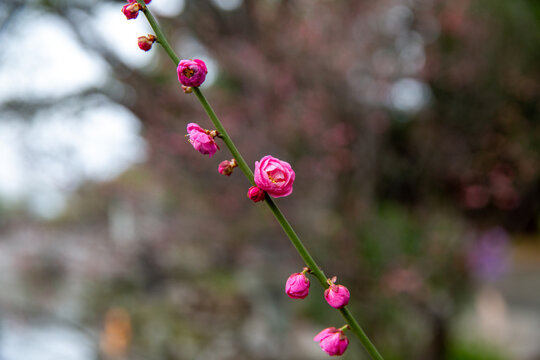 the close-up of a dark pink plum blossom in spring Spring Festival
