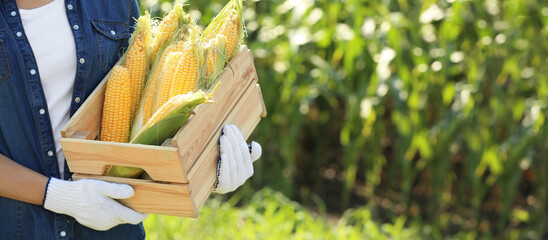 Female farmer with box of ripe corn cobs in field