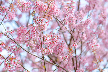 Sour cherry, Prunus cerasoides, Winter-blooming Wild Himalayan Cherry flowers, Chiang Mai, Thailand.
