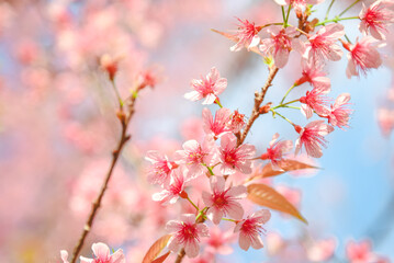 Sour cherry, Prunus cerasoides, Winter-blooming Wild Himalayan Cherry flowers, Chiang Mai, Thailand.