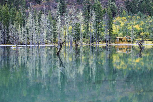 Trees in the water and reflection of water in Siguniang Mountain Siguniang Scenic Area, Aba, Sichuan Province