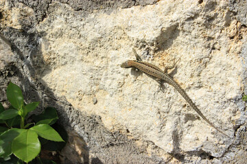 Lizard in nature