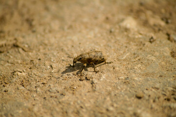 insect