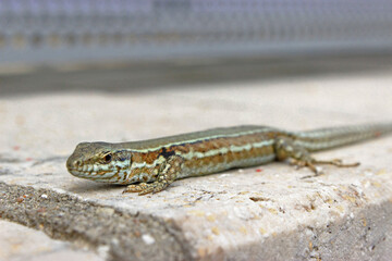 Lizard in nature