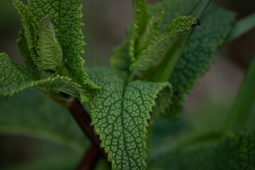flora
