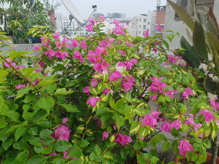 On the roof, beautiful pink flowers are blooming in the flower trees
