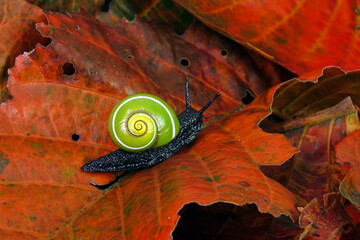Cuban snail (Polymita picta) world most beautiful land snails from Cuba , its known as "Painted Snails", rare, endangered and protected. Colorful snails, selective focus, copy space © Cheattha