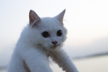 white persian cat,Include Clipping Path.