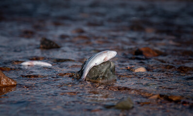Many fishes dead on sea shore affection from factory industry release black waste water make pollution damage animal wide life is environment problem concept.