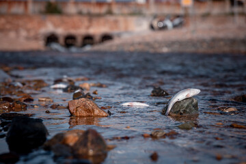Many fishes dead on sea shore affection from factory industry release black waste water make pollution damage animal wide life is environment problem concept.