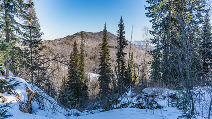 Coniferous trees grow in a snow-covered forest. There are snowdrifts in the foreground. The background is a mountain range, blue sky. A sunny winter day. Altai