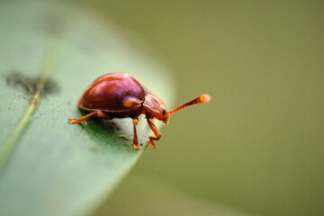 Stenotarsus is a genus of handsome fungus beetles