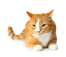 Cute cat isolated on white background