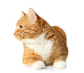 Cute cat isolated on white background