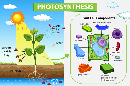 Photosynthesis diagram with plant and sunlight