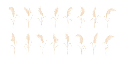 Set of pampas grass. Dry cortaderia in beige colors. Bohemian dried flowers. Vector illustration isolated on white background. Trendy element design for wedding invitations, postcards, home interior.