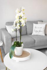 Beautiful orchid flower on table in stylish living room