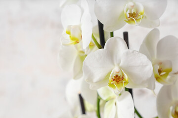 Naklejka na ściany i meble Orchid flowers on light background, closeup