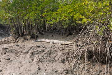 Sundarban, West Bengal, India - December 27, 2021: crocodile sunbathing sundarbans national park